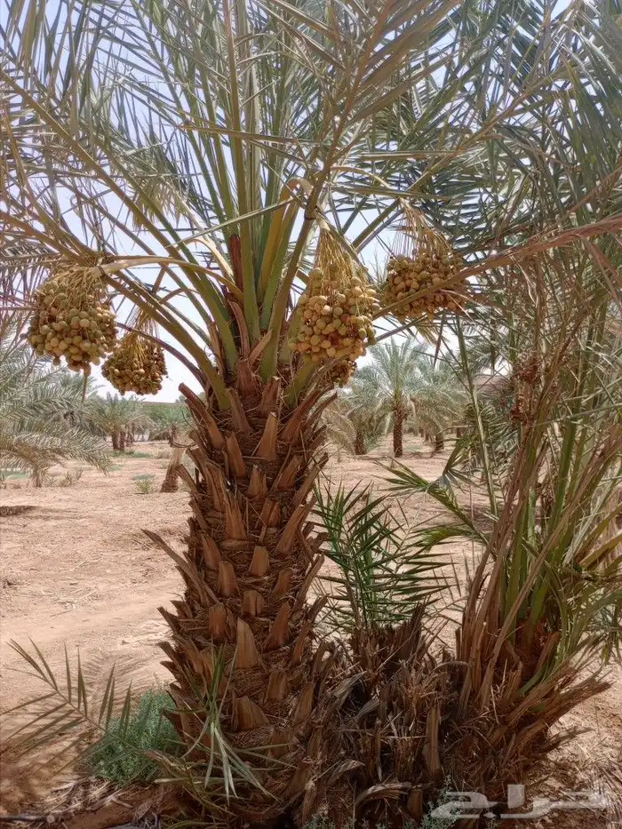 نخل مثمر للبيع اخلاص صقعي هلالي مجدول سلمى غر سلج سلاطين 1