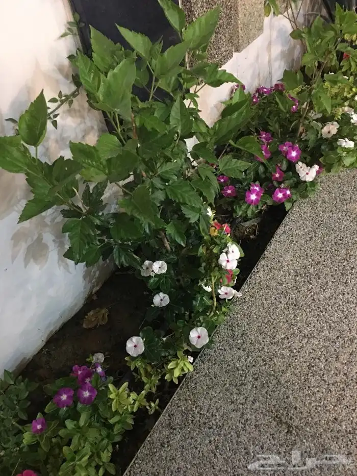 تنسيق حدائق 1