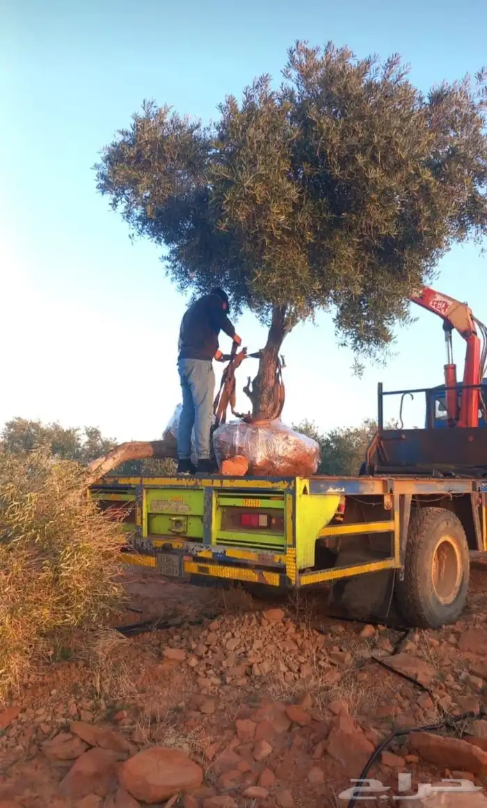 شجره زيتون معمر 7