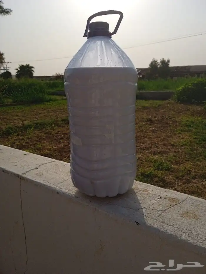 حليب ابقار طازج اعلاف طبيعيه من مزرعتنا 0