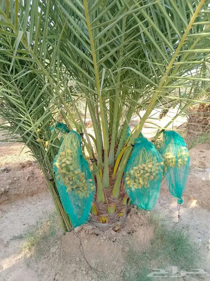 نخل مثمر للبيع خلاص صقعي برحي شيشي هلالي سكري منيفي 0