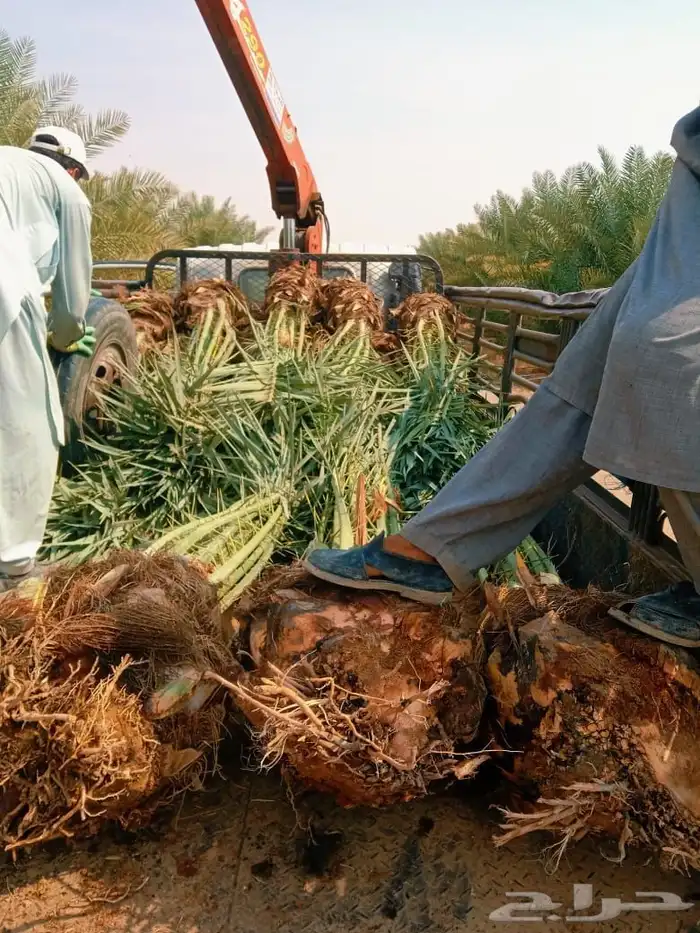نخل للبيع جثايث نقايل نخيل فروخ فسايل الرياض جميع المواقع 5