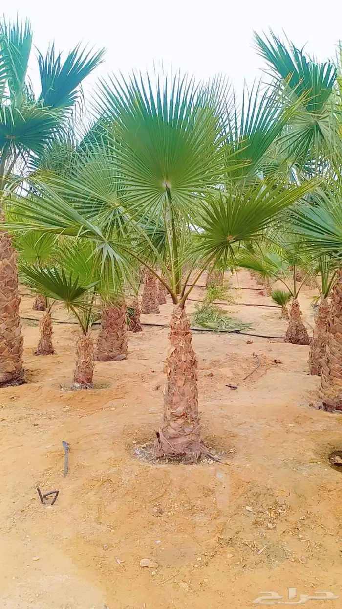نخيل مثمر وزينه وكل المقاس متوفرة لدينا 4