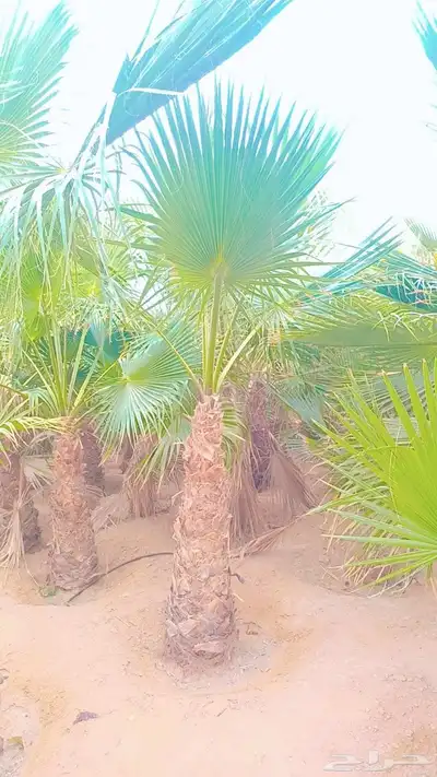 نخيل مثمر وزينه وكل المقاس متوفرة لدينا 6