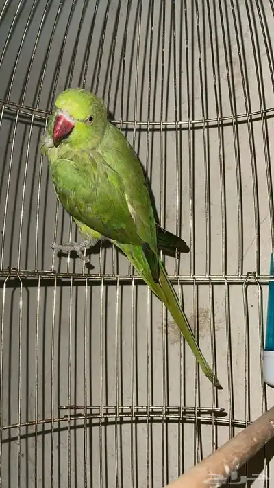 دره اليفه 3