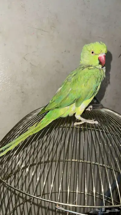 دره اليفه 1
