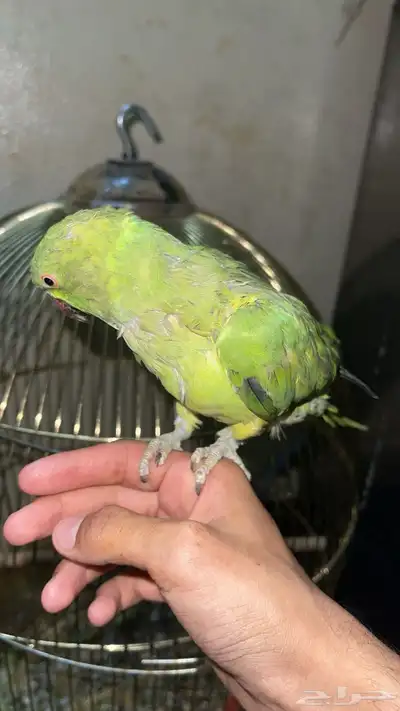 دره اليفه 2