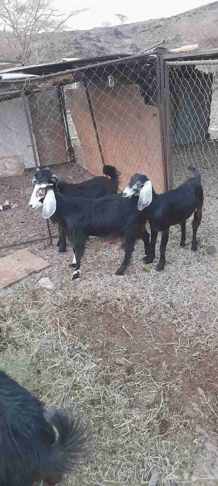 تيوس وجفار 5