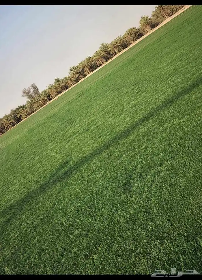انجليه ثيل طبيعي 1