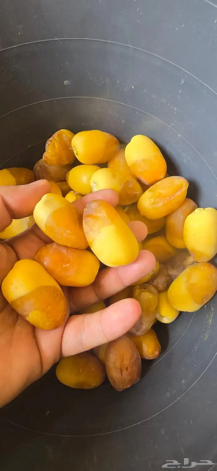 خلاص مناصيف ورطب الكرتون 8ريال 0