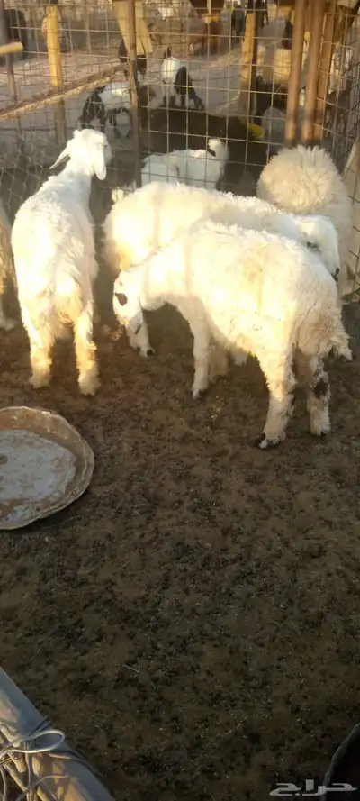 للبيع ثلاثه خرفان 2
