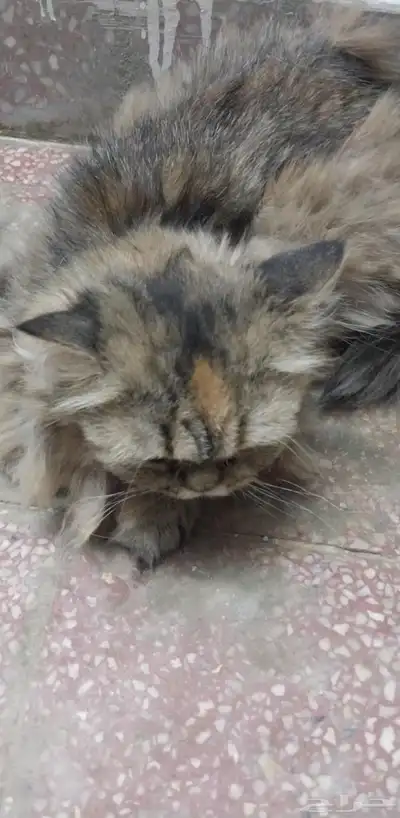 قطه للتبني 0