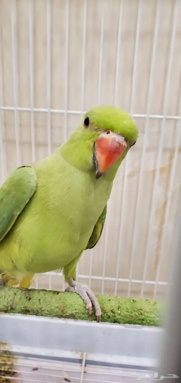 طائر درة للبيع 0