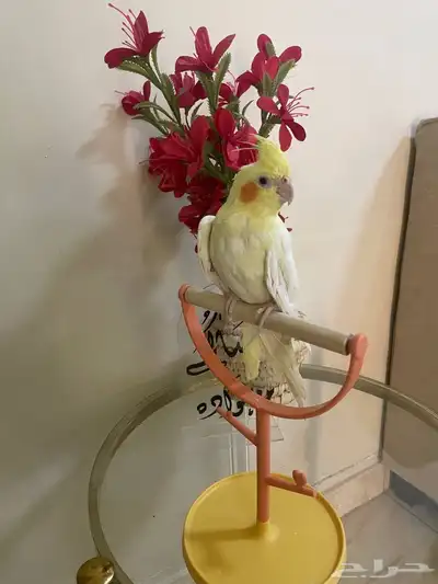 السلام عليكم ورحمه الله وبركاته ما شاء الله تبارك الل 1