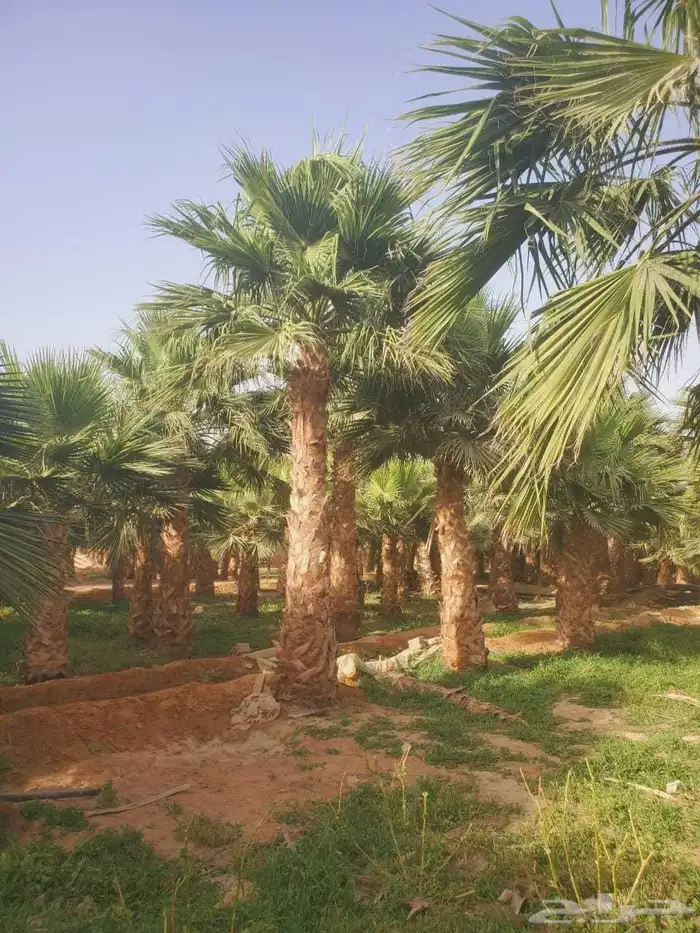 نخل واشنطني 5