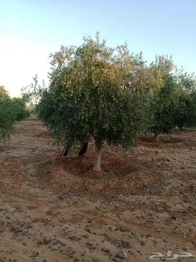 شجر زيتون 1