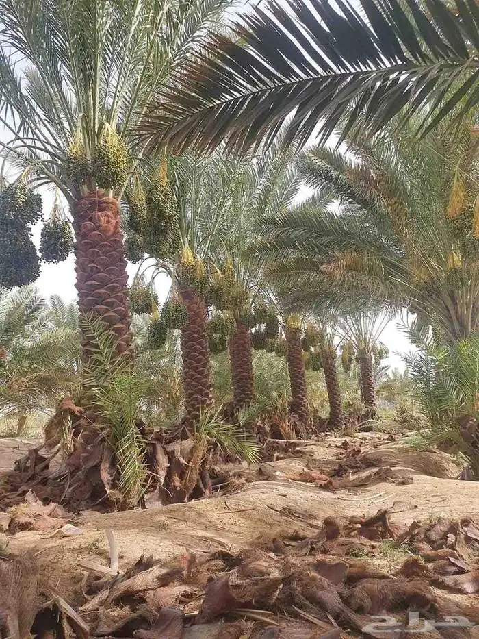 نخل للبيع جثايث نقايل نخيل فروخ فسايل الرياض جميع المواقع 3