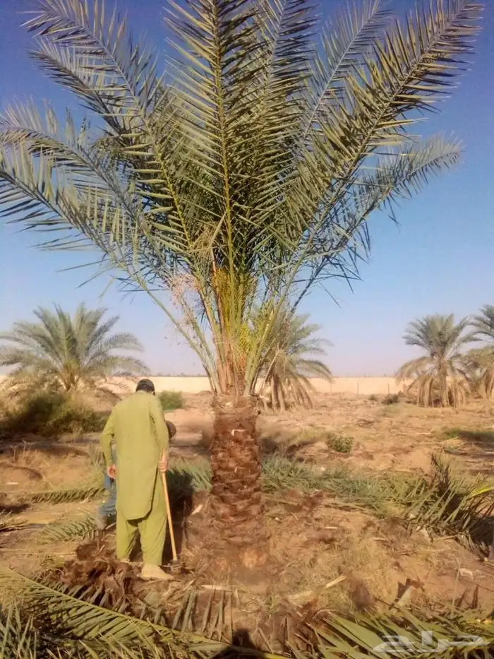 نخل مثمر للبيع نخيل اخلاص سكري برحي صقعي مجدول هلالي غر سلمى 1