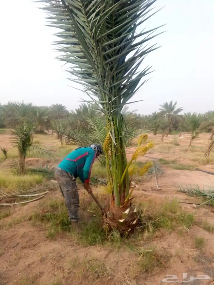 نخل مثمر للبيع نخيل اخلاص سكري برحي صقعي مجدول هلالي غر سلمى 2