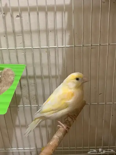 زوج كناري سوري مع بيض   للبيع 4