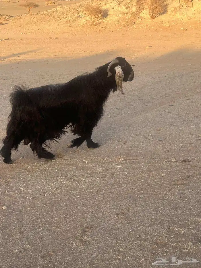 تيس للبيع 1