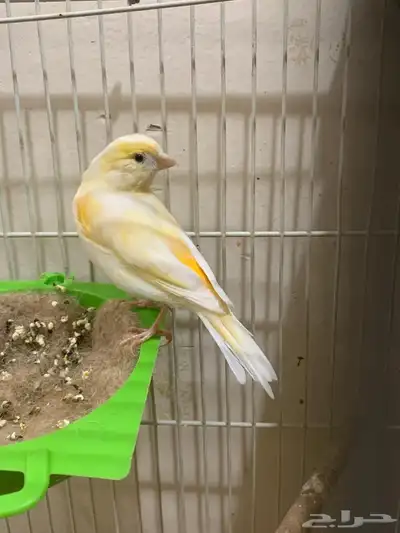 زوج كناري سوري مع بيض   للبيع 5