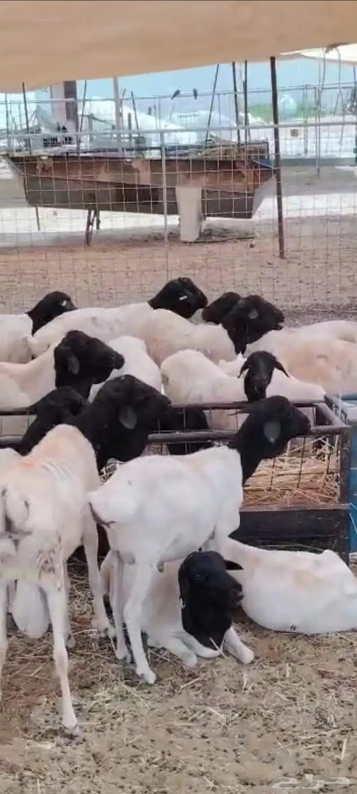 بربري صومالي جذعان وثنيان للبيع جملة 3