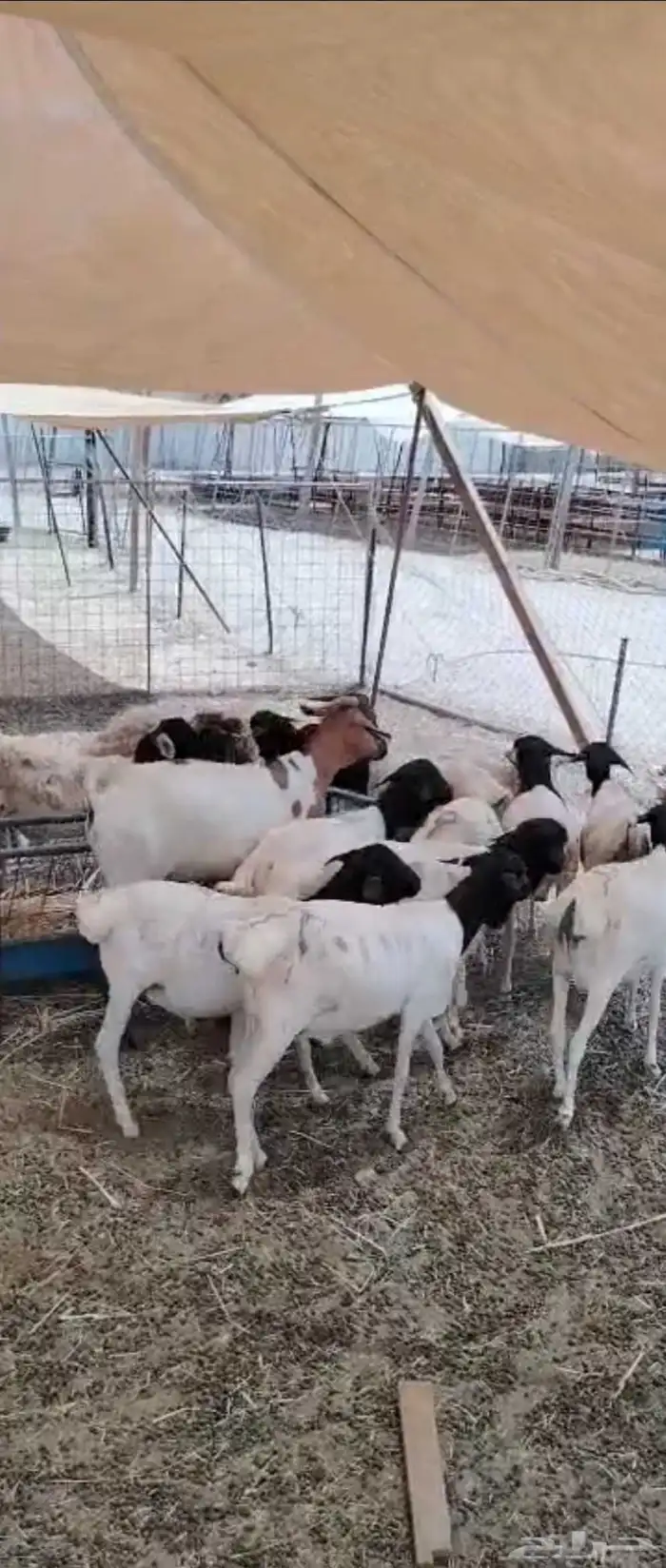 بربري صومالي جذعان وثنيان للبيع جملة 0