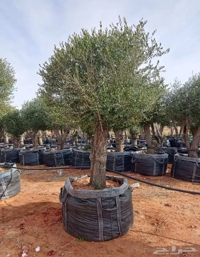 شجره زيتون معمر 1