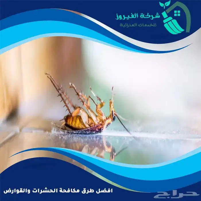 شركة مكافحة حشرات رش مبيدات الصراصير بالمدينة المنورة 1