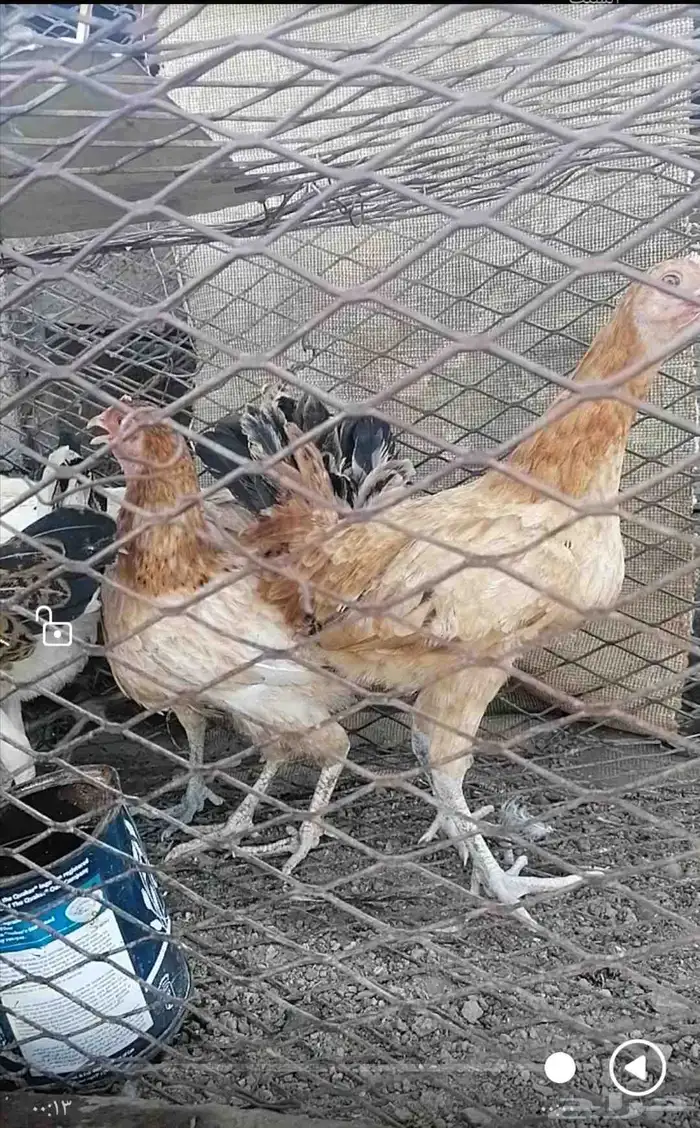 دجاج بلدي. العمر. 6 شهور. السعر 180 جمله. العدد 9 دجاجات 0