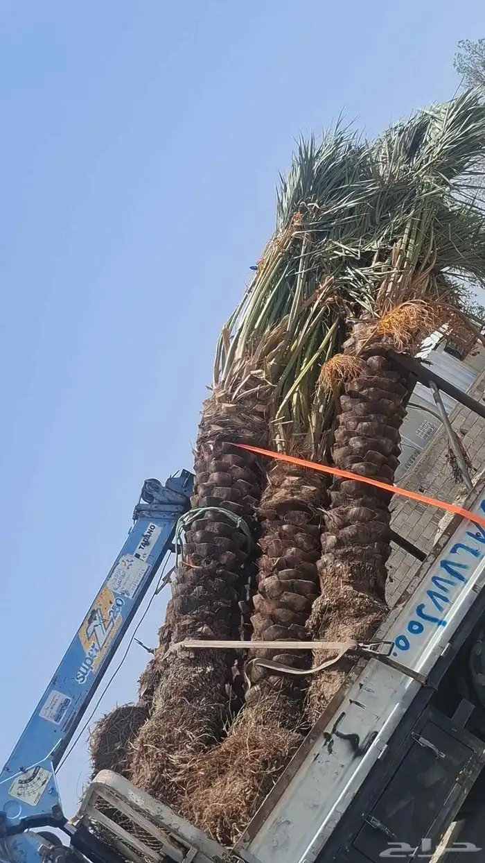 نخيل عربي من جميع الانواع والمقاسات 2
