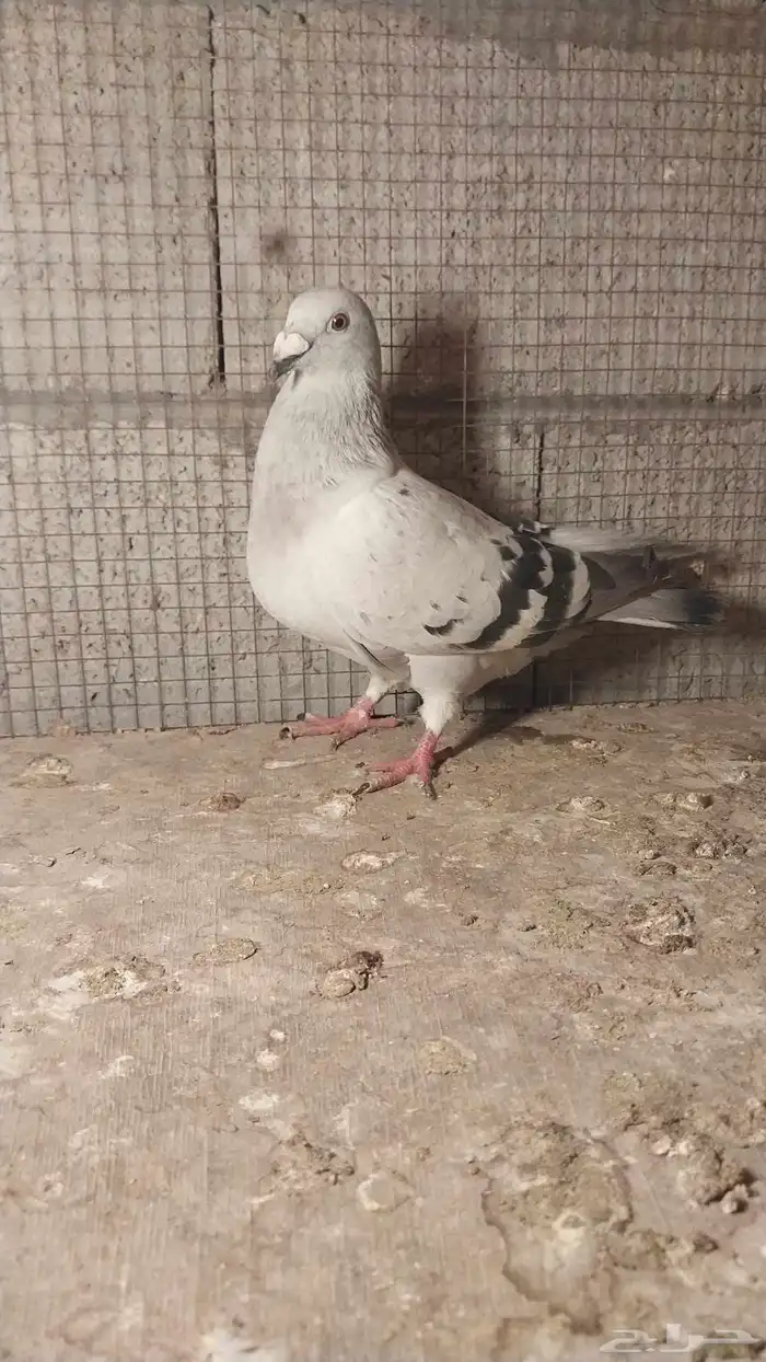 للبيع زاجل 2