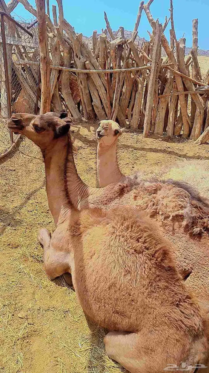 بعير غفر السن ناب مشروط 1