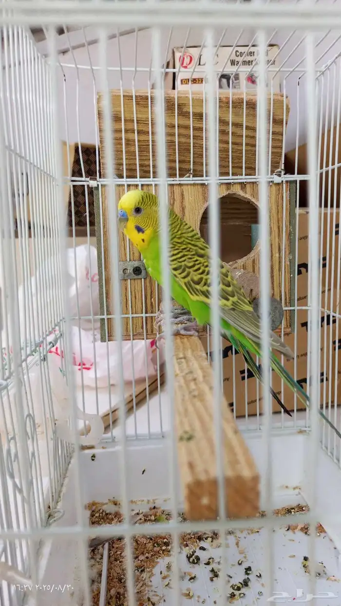 زوج بادجي استرالي 1