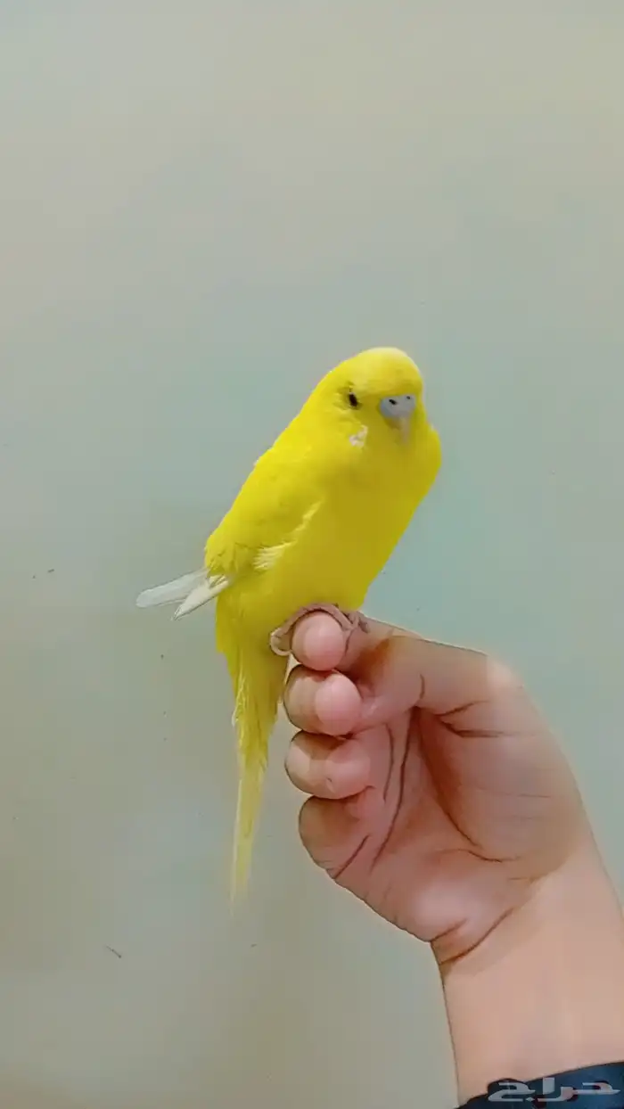 بادجي اليف 0