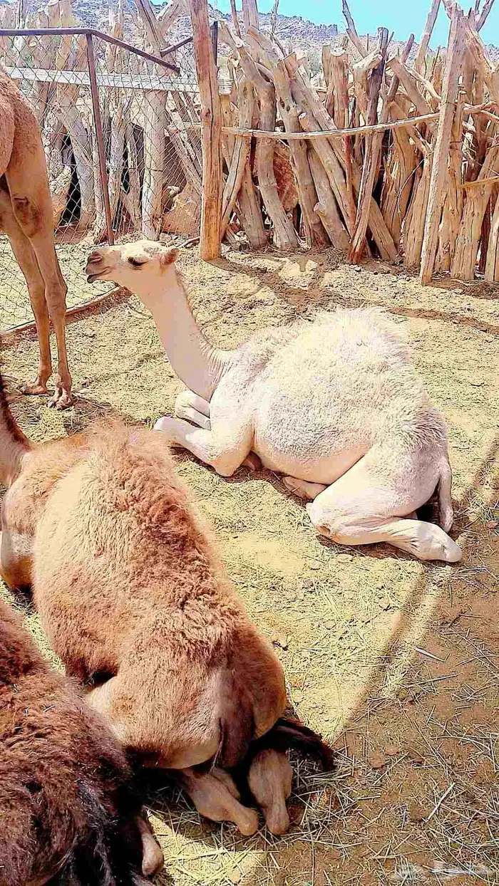 بعير غفر السن ناب مشروط 2