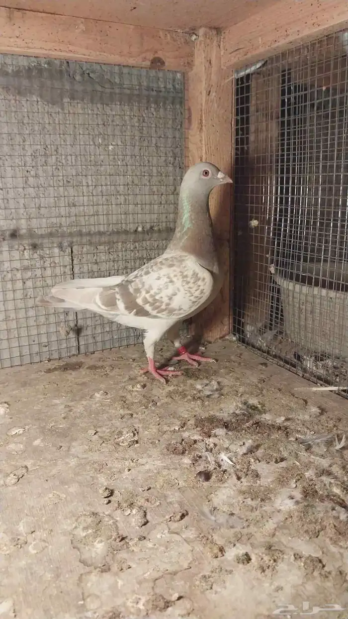 للبيع زاجل 1