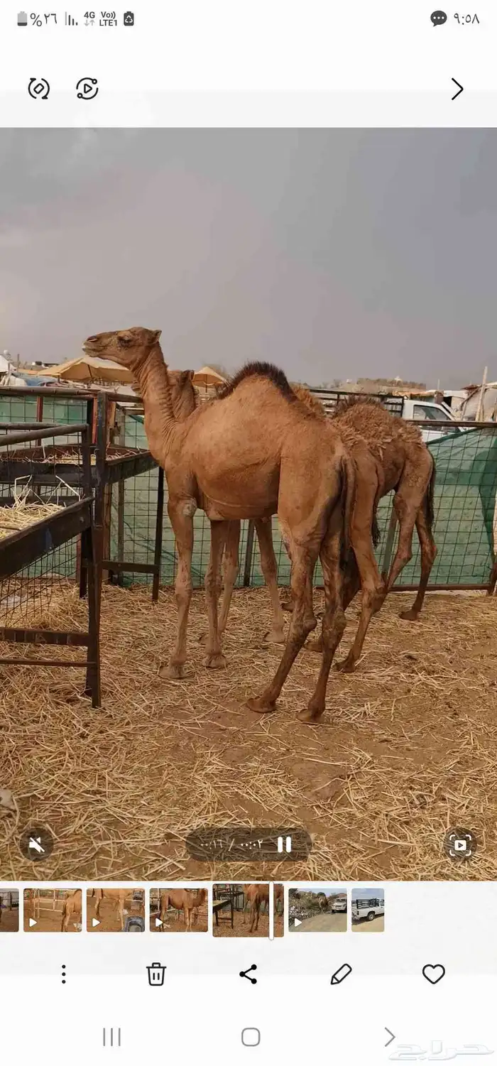 بكرة حمراء للبيع مفرود ( تم البيع خارج الموقع ) 3