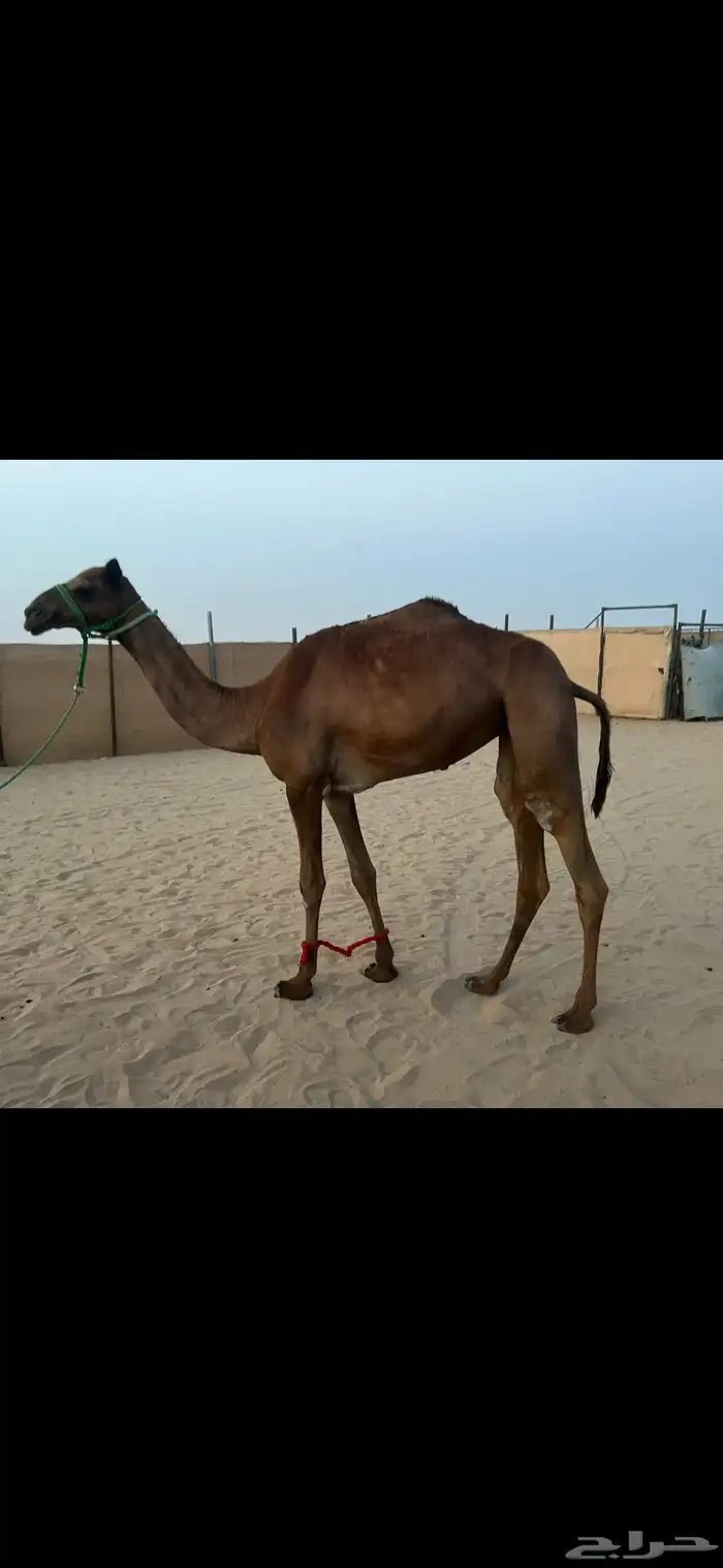 للبيع سلاله طيبه انتاج 0