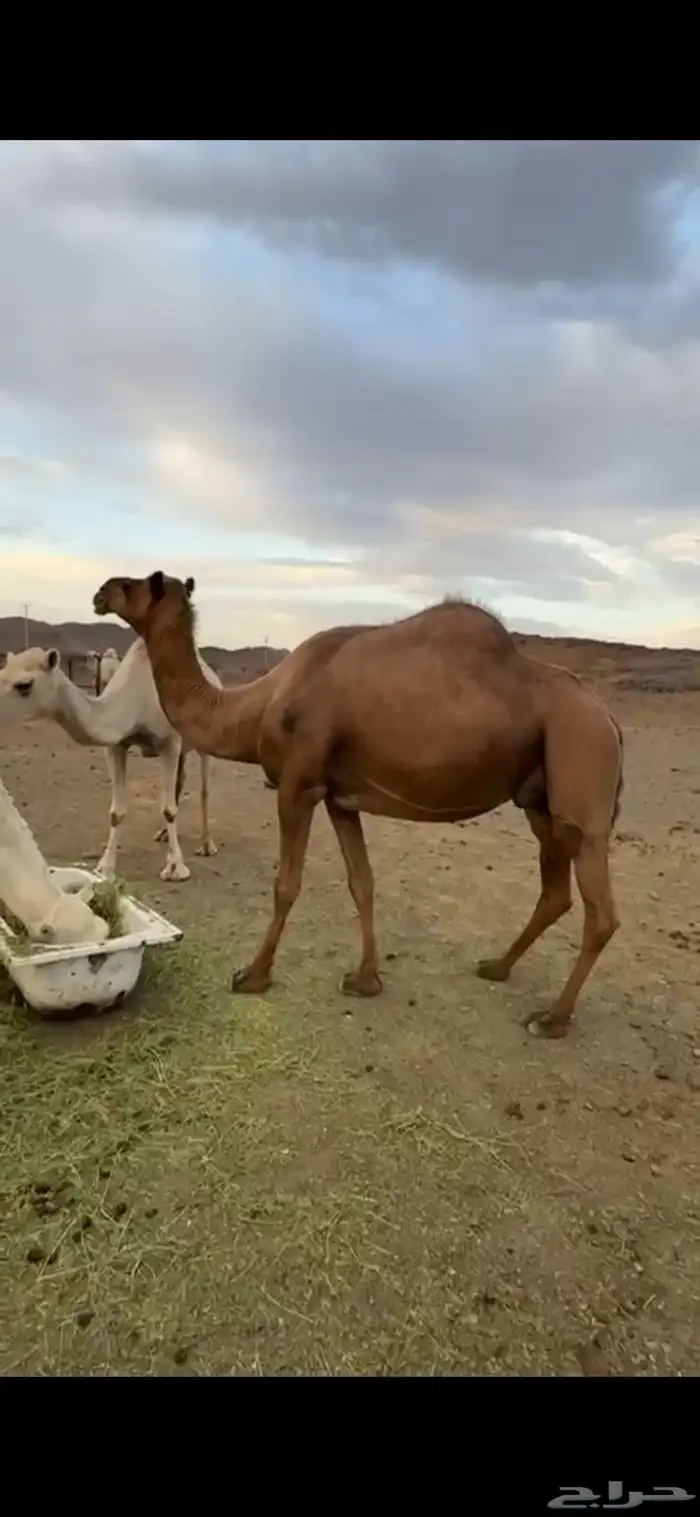 خلفه مشروطه حليب وهدوه 0