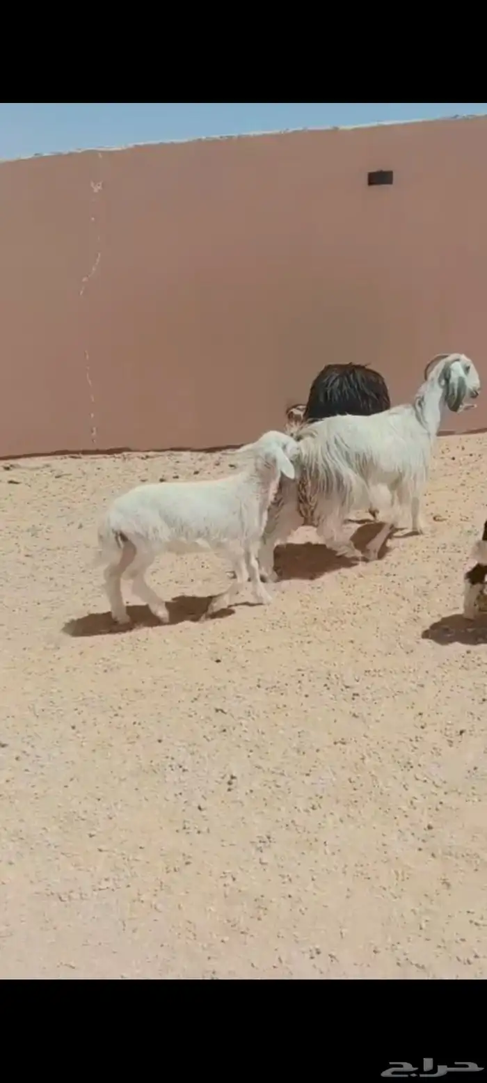 للبيع غنم وسياره 1