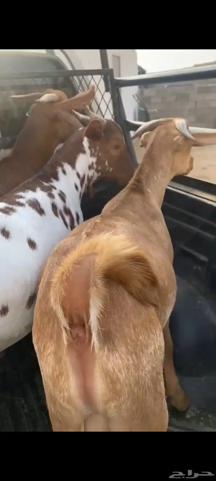 ذبايح للبيع طليان وتيوس 1