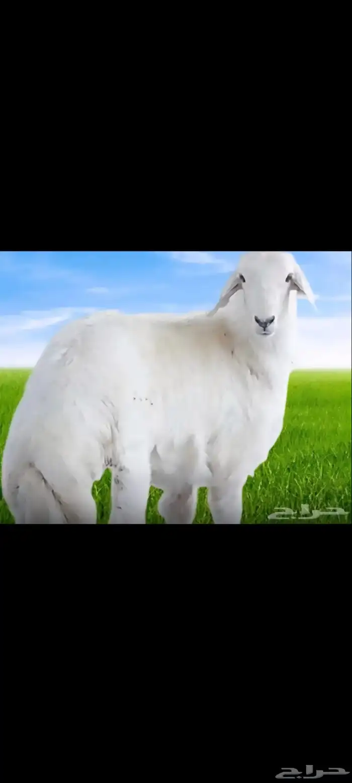 ذبايح للبيع طليان وتيوس 0