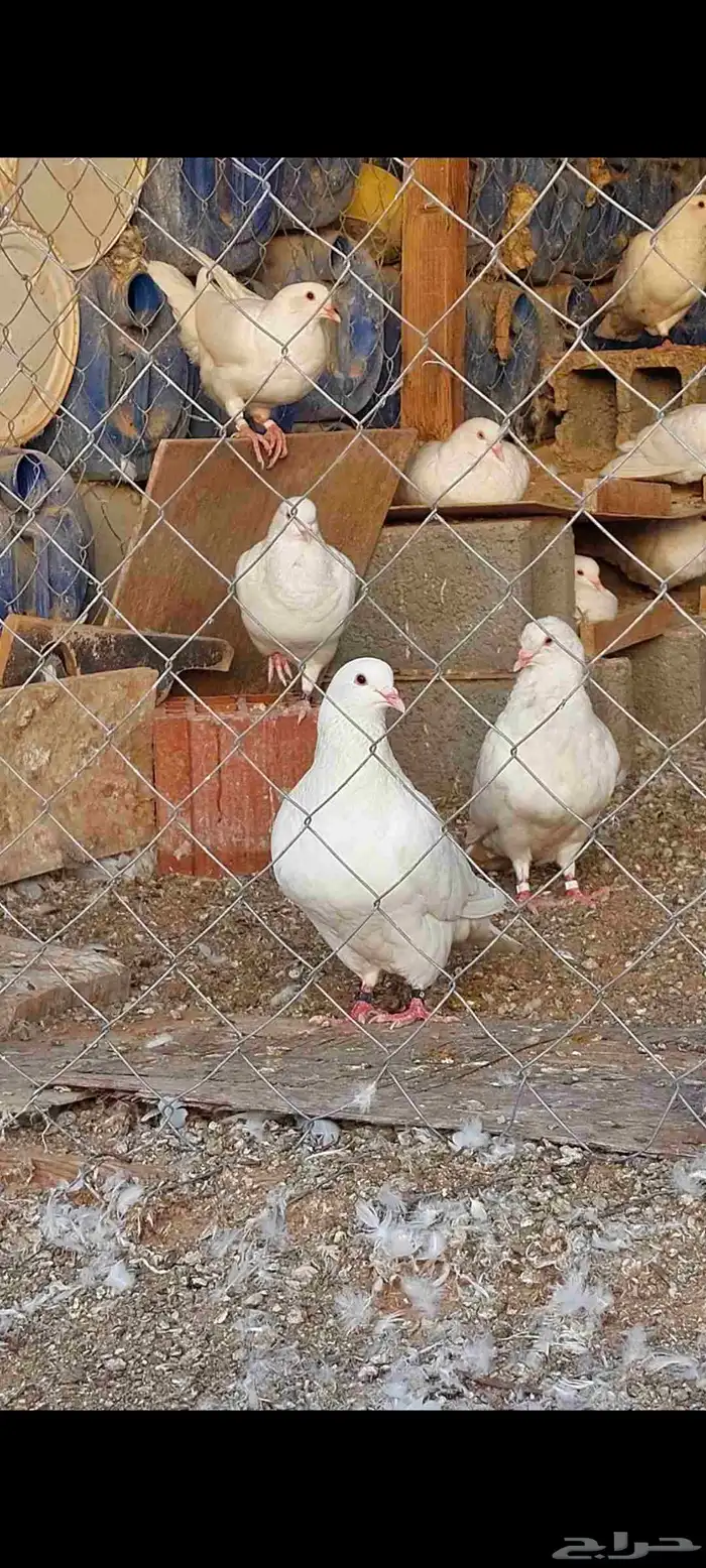 ذكور حمام فرنسي 0