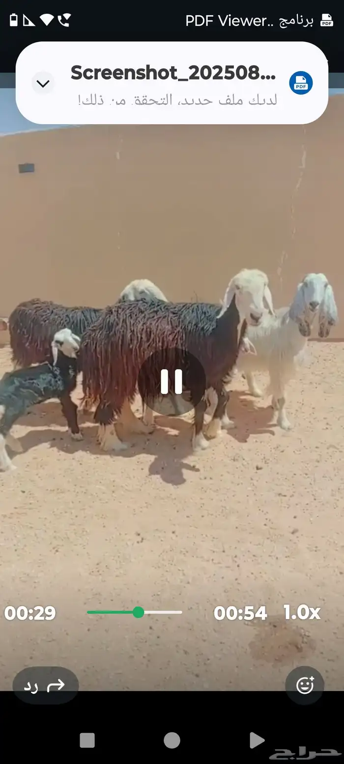 للبيع غنم وسياره 0
