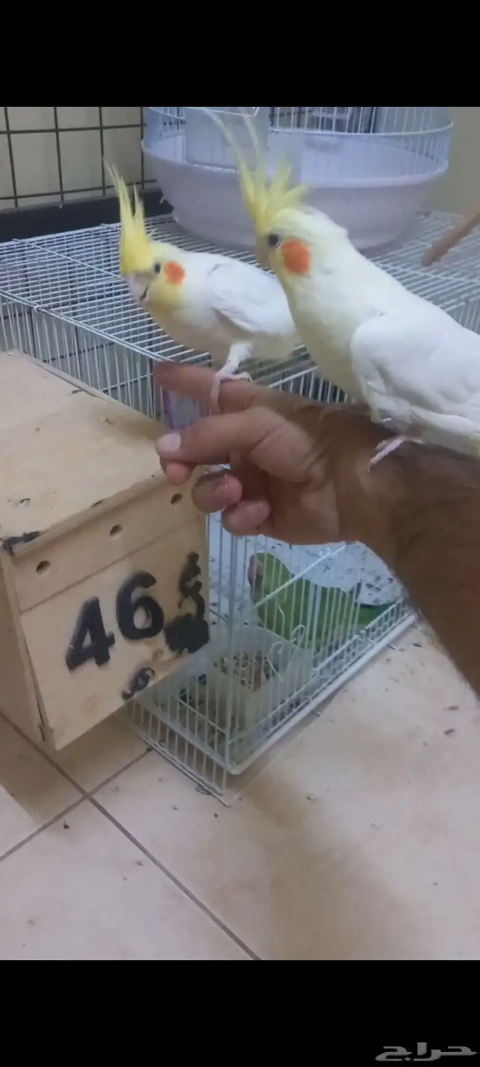 جوز كروان لاتينو(تم البيع) 2