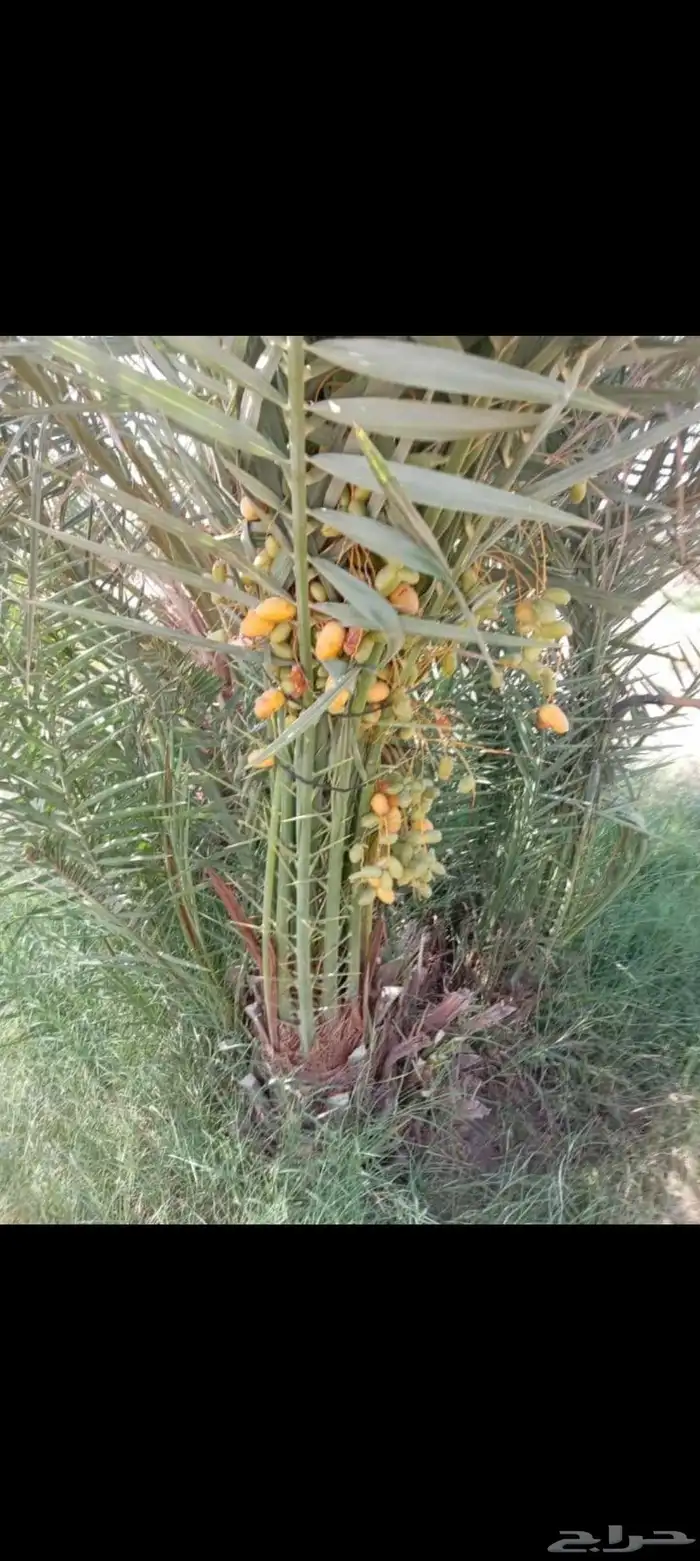 نخيل مثمره للبيع وتوصيل وغرس 1