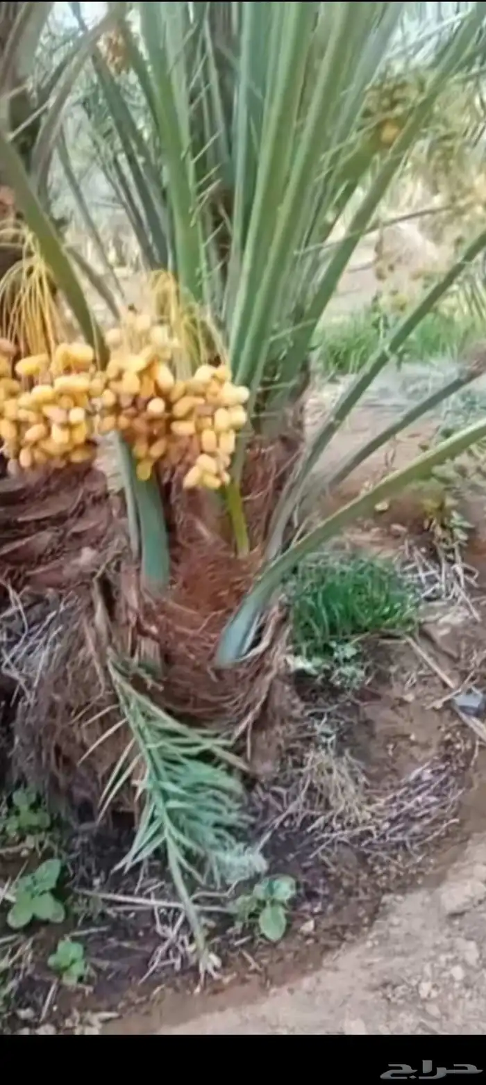 نخيل مثمره للبيع وتوصيل وغرس 3