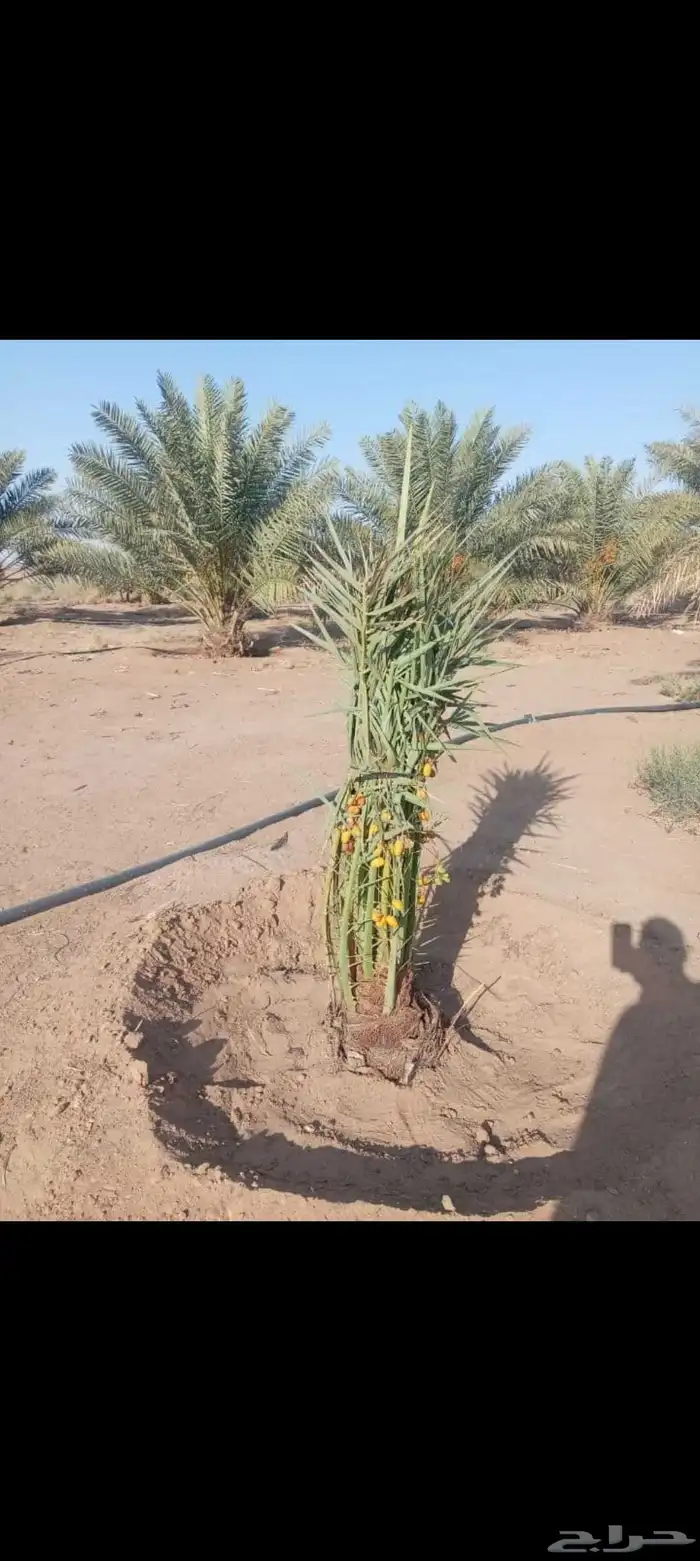 نخيل مثمره للبيع وتوصيل وغرس 0